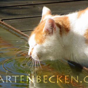 Tiere 003